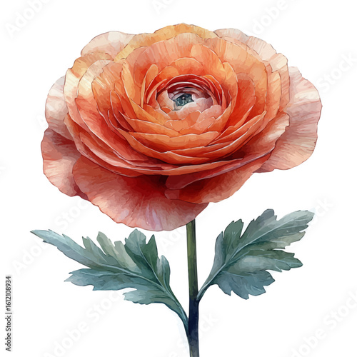 Ranunculus Flower, watercolor clipart vector, isolated on a white background.