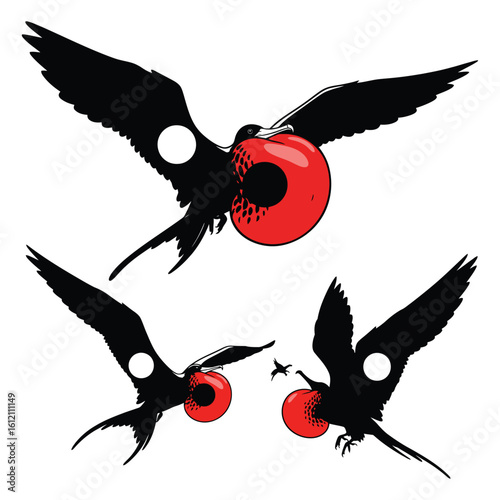 Set of 3 Frigatebird Silhouettes as a Marine Bird Vector Set
