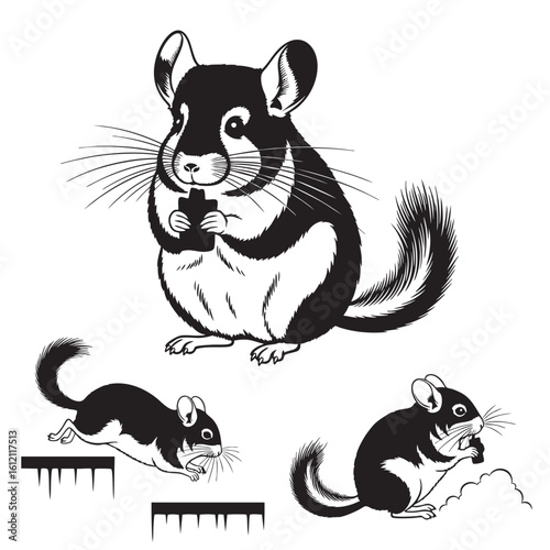 Set of 3 Chinchilla Silhouettes as a Soft Fur Rodent Vector Set