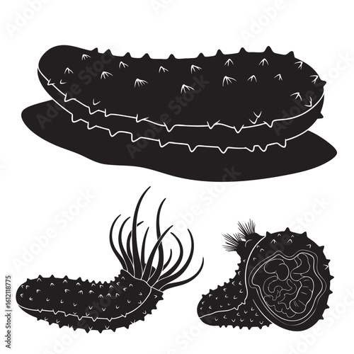 Set of 3 Sea Cucumber Silhouettes as an Echinoderm Vector Set