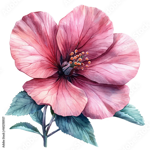 Pink Flower, watercolor illustration vector, isolated on a white background.