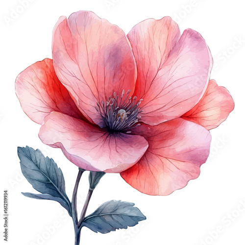 watercolor vector of Pink Flower, isolated on a white background.