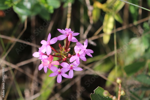 Orquídea Epidendron