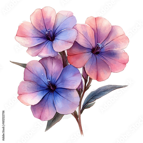 watercolor of Phlox Flower, vector, isolated on a white background.