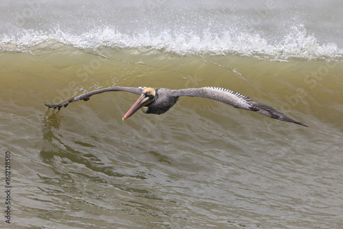 Foto Yellow capped brown pelicans flying in formation along ocean surd in formation