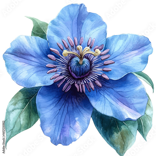 Passion Flower, watercolor illustration vector, isolated on a white background.