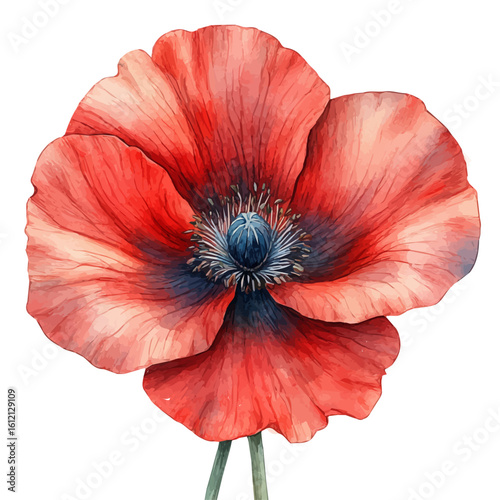watercolor vector of Papaver Flower, isolated on a white background.