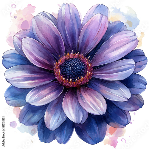 Painted Daisy Flower, watercolor vector, isolated on a white background.
