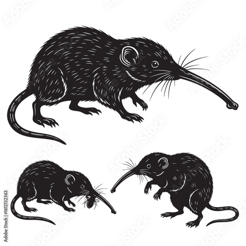 Set of 3 Solenodon Silhouettes as a Venomous Mammal Icon Set