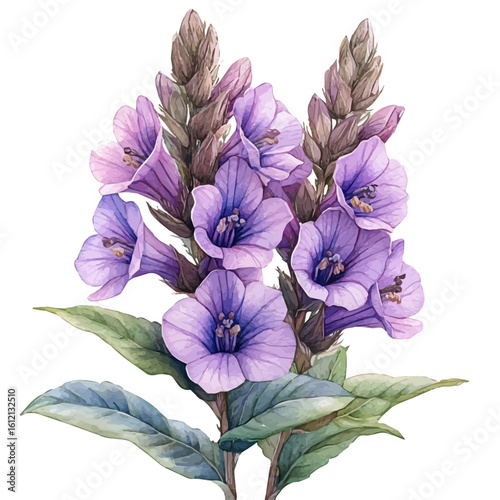 watercolor vector of Pachystachys Flower, isolated on a white background.
