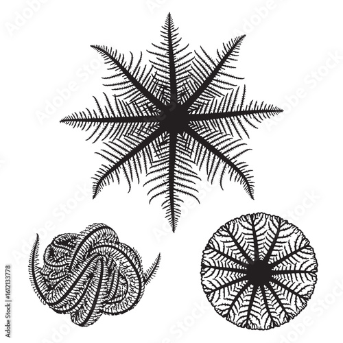 Set of 3 Basket Star Silhouettes as an Intricate Echinoderm Set