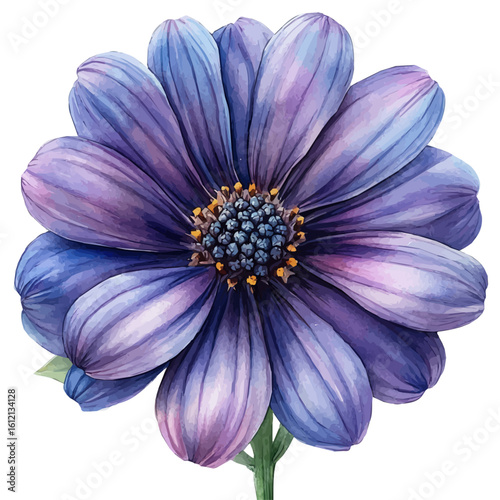 watercolor of Osteospermum Flower, vector, isolated on a white background.