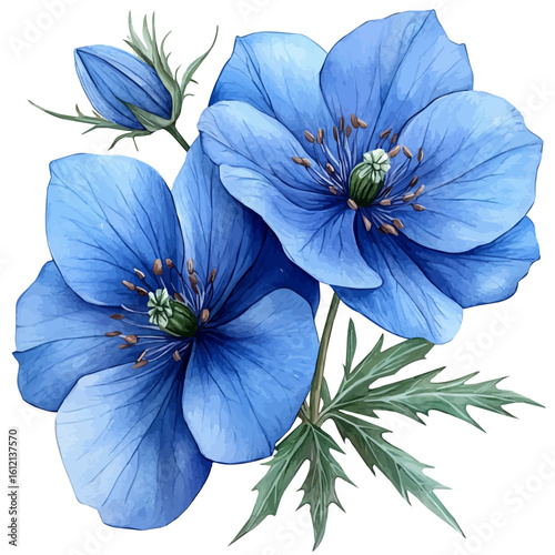 Nigella Flower, watercolor painting vector, isolated on a white background.
