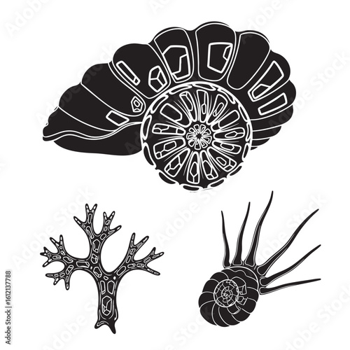 Set of 3 Foraminifera Silhouettes as a Microscopic Fossil Set