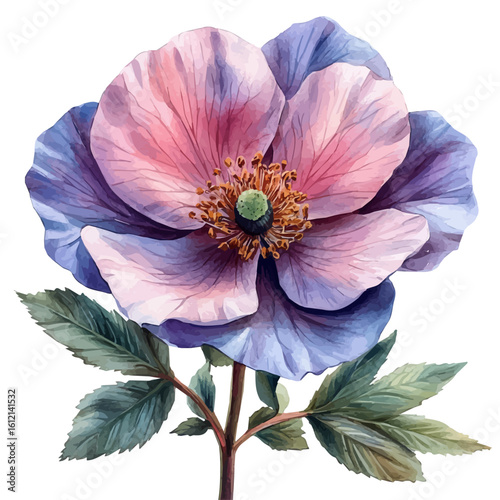 watercolor of Moss Rose Flower, vector, isolated on a white background.