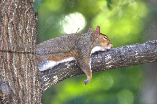 Grey squirrel napping on tree limb. 