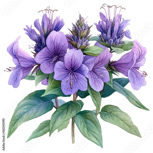 watercolor of Monarda Flower, vector, isolated on a white background.