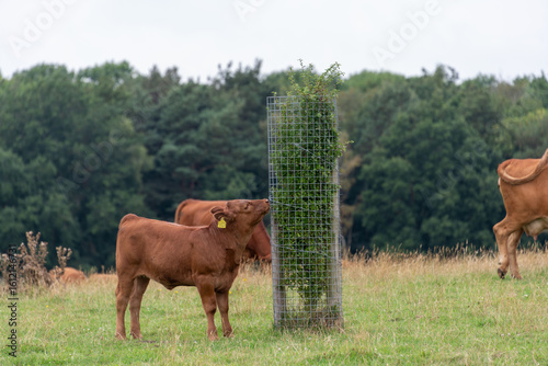 A brown calf nibbling on tree leaves through the protective mesh guard, in a filed of new wood pasture with woodland behind.