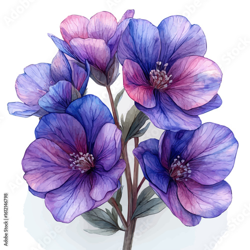 watercolor vector of Matthiola Flower, isolated on a white background.