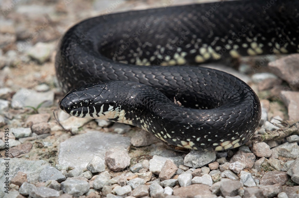 Obraz premium Black King snake portrait
