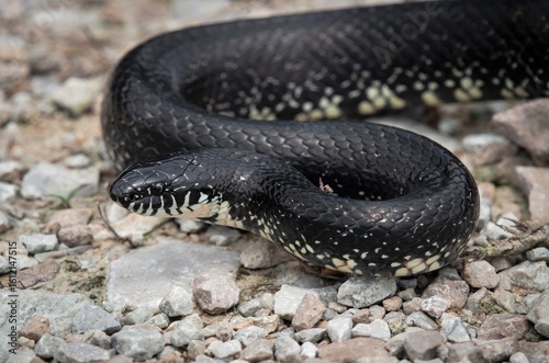 Black King snake portrait