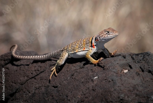 Eastern Collared lizard on a rock