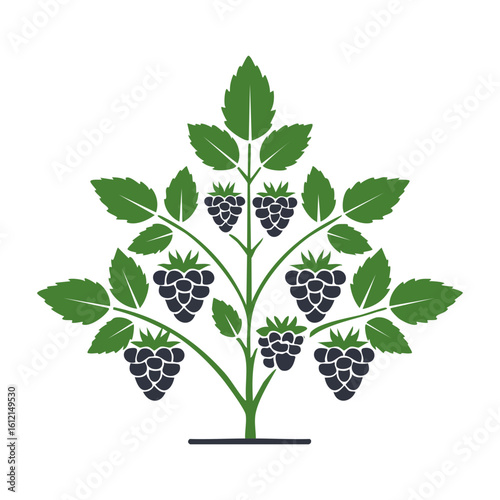 Stylized blackberry bush illustration with green leaves and ripe berries on a black background simple berry plant symbol