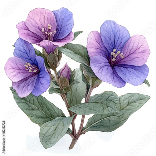 Lungwort Flower, watercolor painting vector, isolated on a white background.