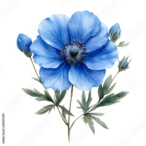 Love-in-a-Mist Flower, watercolor painting vector, isolated on a white background.