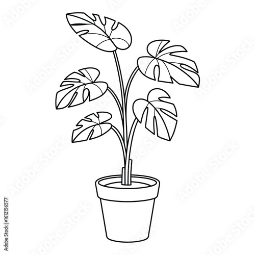 Monstera deliciosa plant in a pot line art drawing