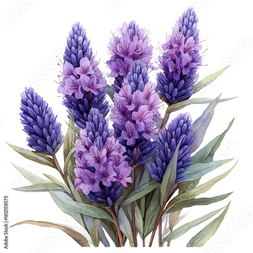 watercolor vector of Liatris Flower, isolated on a white background.