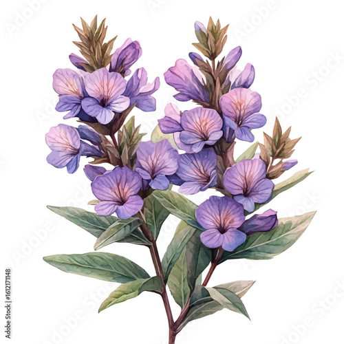 watercolor vector of Jacobas Ladder Flower, isolated on a white background.