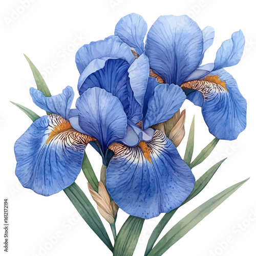 Iris Flower, watercolor painting vector, isolated on a white background.