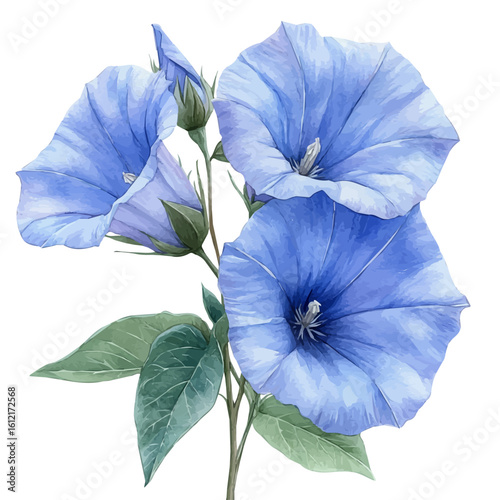 watercolor of Ipomoea Flower, vector, isolated on a white background.
