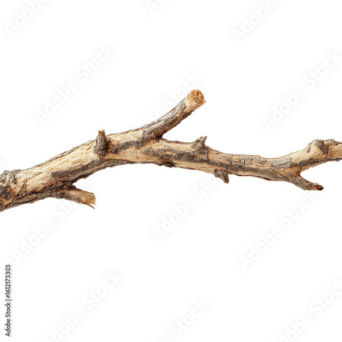 Natural tree branch laying on a white background displaying intricate textures and shades during daylight