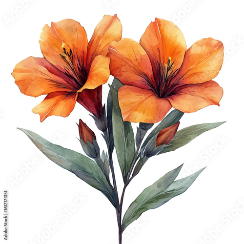 watercolor of Indian Shot Flower, vector, isolated on a white background.