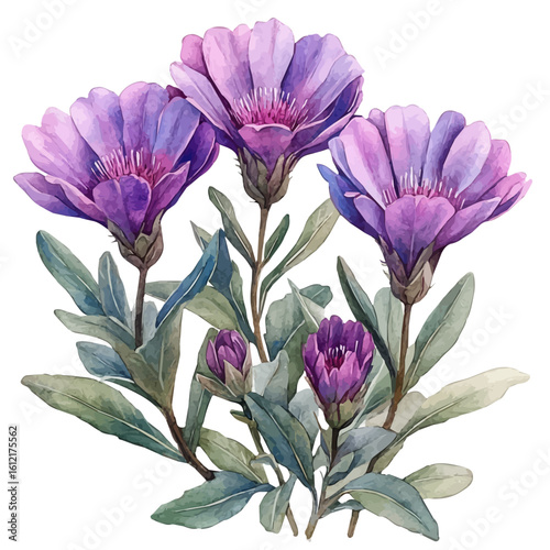 Ice Plant Flower, watercolor painting vector, isolated on a white background.
