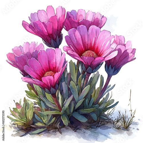 Ice Plant Flower, watercolor clipart vector, isolated on a white background.