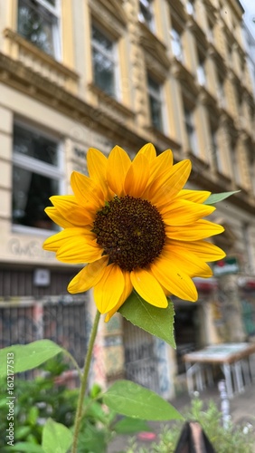sunflower in the garden