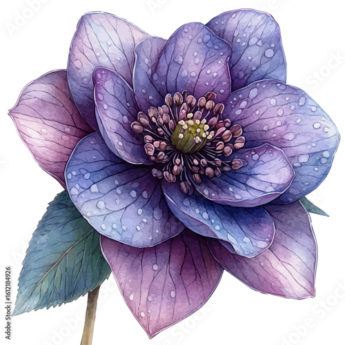 Hellebore Flower, watercolor drawing vector, isolated on a white background.