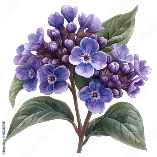Heliotrope Flower, watercolor painting vector, isolated on a white background.