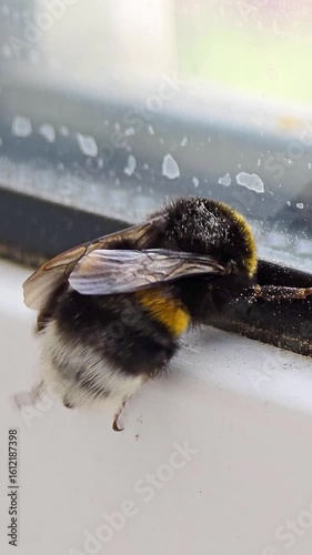 Bumblebee cleaning itself on a window frame