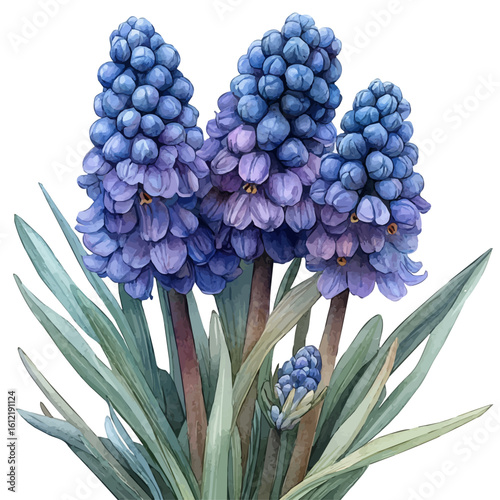 watercolor of Grape Hyacinth Flower, vector, isolated on a white background.