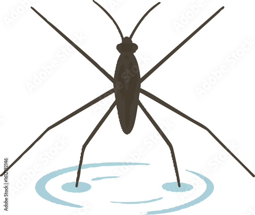 Flat vector water strider walking on water surface, extended legs shown as thin lines, vector-friendly, isolated on white