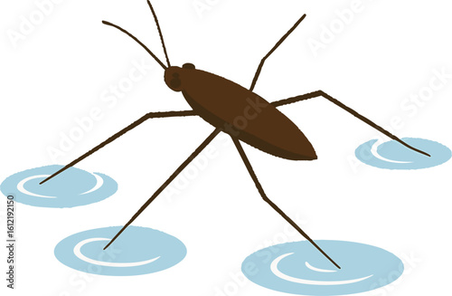 Flat vector water strider walking on water surface, extended legs shown as thin lines, vector-friendly, isolated on white