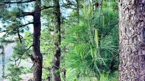 Enjoy a serene view of evergreen pines and lush greenery, ideal for nature lovers and outdoor enthusiasts