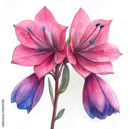 watercolor vector of Dierama Flower, isolated on a white background.