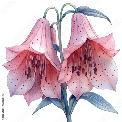 Dierama Flower, watercolor clipart vector, isolated on a white background.