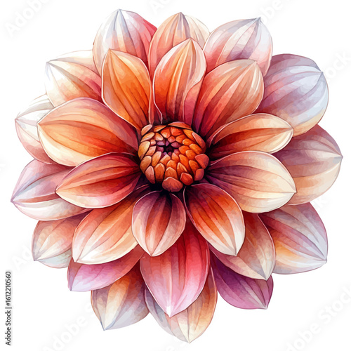 Dahlia Flower, watercolor vector, isolated on a white background.