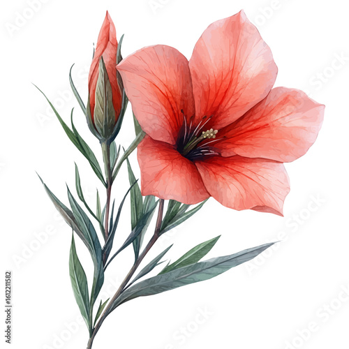 watercolor vector of Cypress Vine Flower, isolated on a white background.